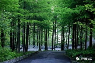 為尋烏點(diǎn)贊 我縣全面推行林長(zhǎng)制，筑牢綠色生態(tài)屏障